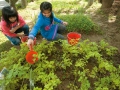 液肥澆灌菜園
