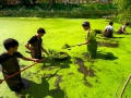 清除生態池中藻類