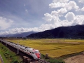 花東縱谷平原上的台鐵列車